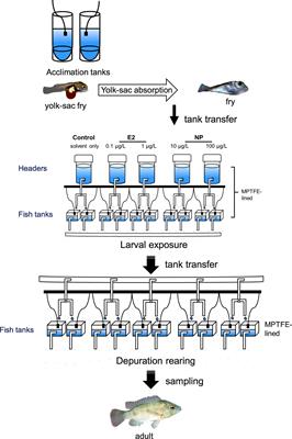 Experimental Approaches for Characterizing the Endocrine-Disrupting Effects of Environmental Chemicals in Fish